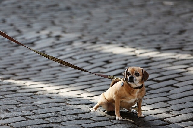 Tipps, wenn der Hund an der Leine zieht