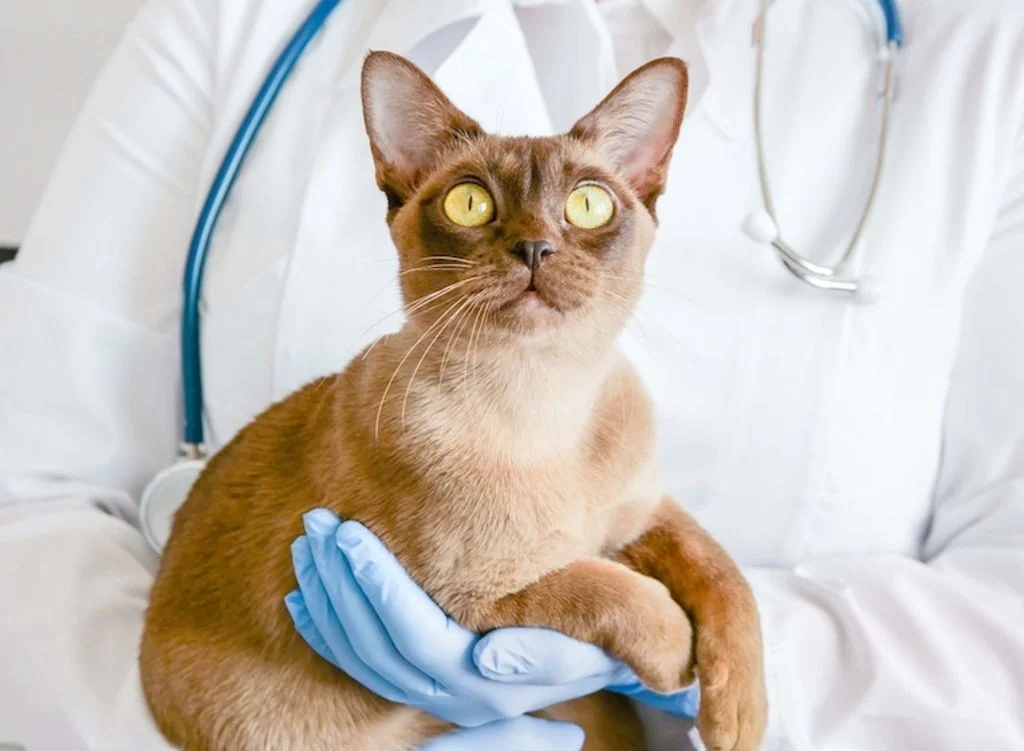 Von einem Tierarzt untersuchte Katze