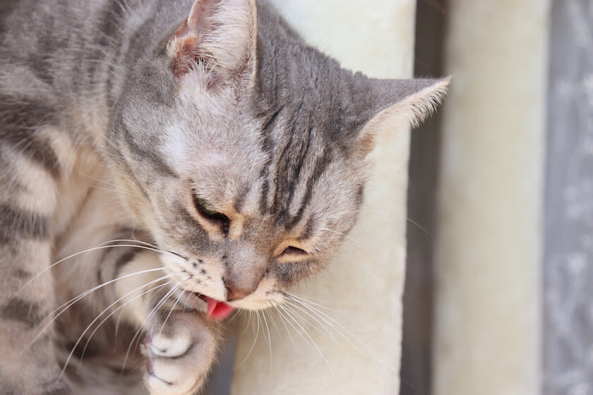 Erbrechen bei Katzen – wann sollten Sie zum Tierarzt?