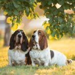 Basset Hound