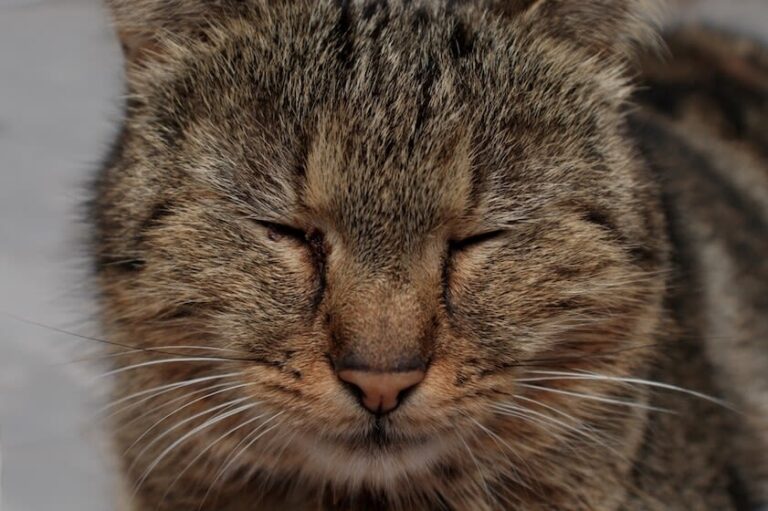 Bindehautentzündung bei Katzen