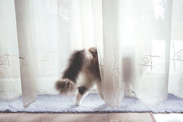 Was hilft, wenn der Kater markiert?