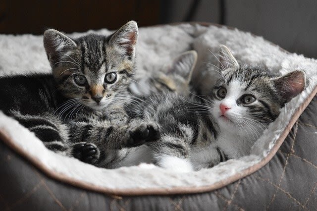 Eine Katze anschaffen – Kosten, Gedanken vor dem Kauf, Haltungstipps und Pflegeaufwand