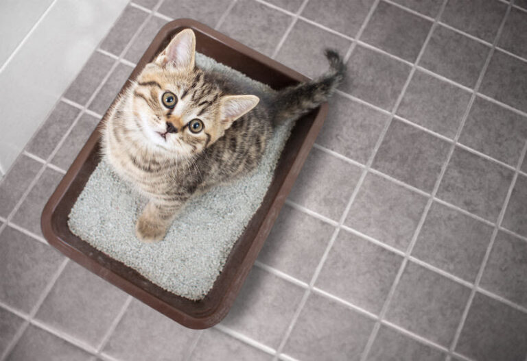 Was tun, wenn die Katze Durchfall hat?