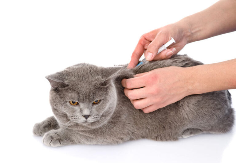 Katzen impfen: Welche Impfstoffe gibt es und wie empfehlenswert sind sie?