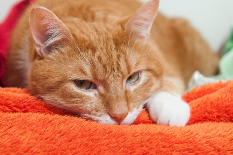 Die feline infektiöse Peritonitis – FIP bei Katzen erkennen