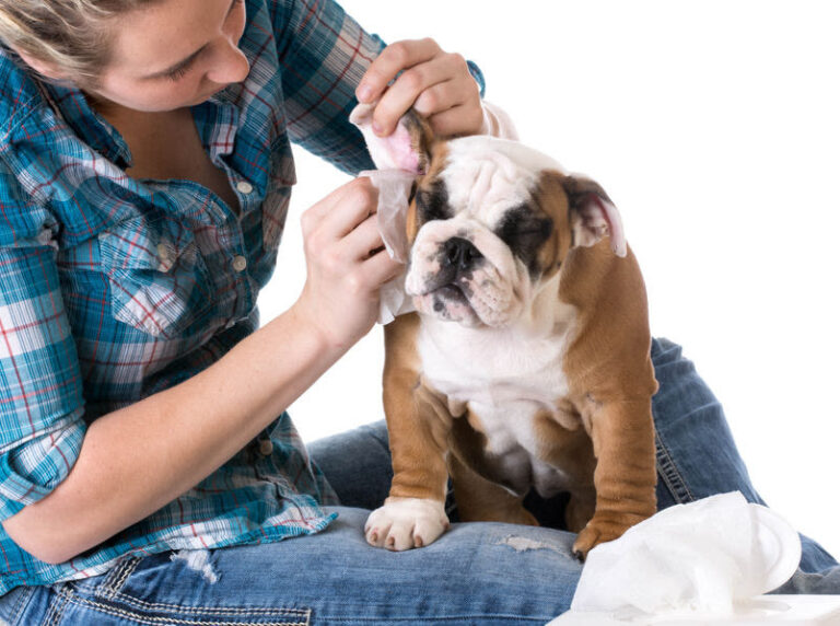 Ohrenreinigung beim Hund als wichtige Krankheitsprophylaxe