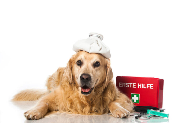 Welche Tierarztkosten können bei einer Operation für Hunde entstehen?
