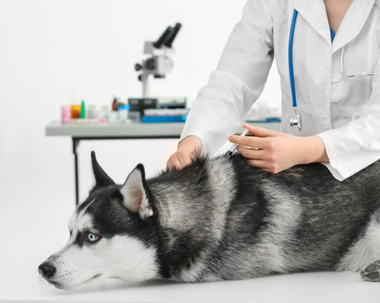 Schmerzmittel für Hunde: Alle Infos