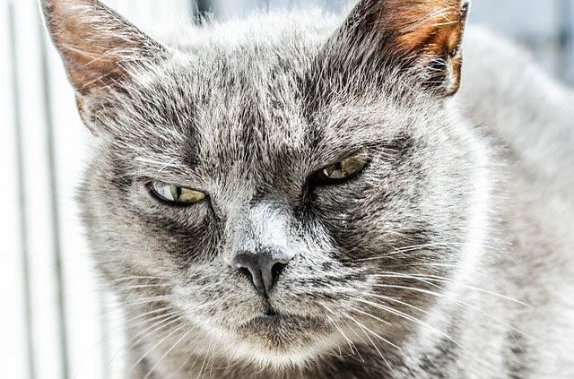Tollwut bei Katzen