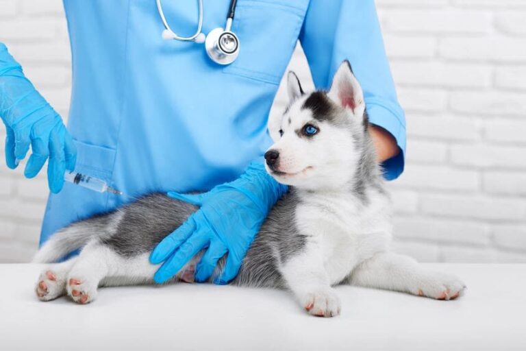 Der Welpe beim Tierarzt – Gewöhnung und Vorsorge bei Hundewelpen