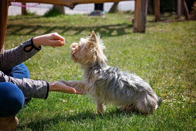 Welpentraining: richtige Erziehung von Anfang an
