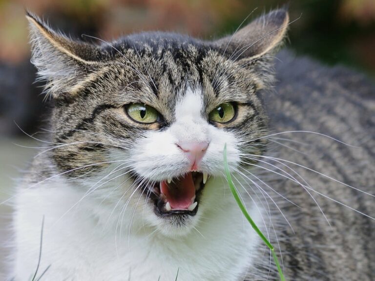Katze greift plötzlich an: Ursachen und was Sie tun können