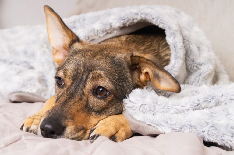 Hund erbricht: Ursachen, Symptome, Behandlung und Tierarztkosten