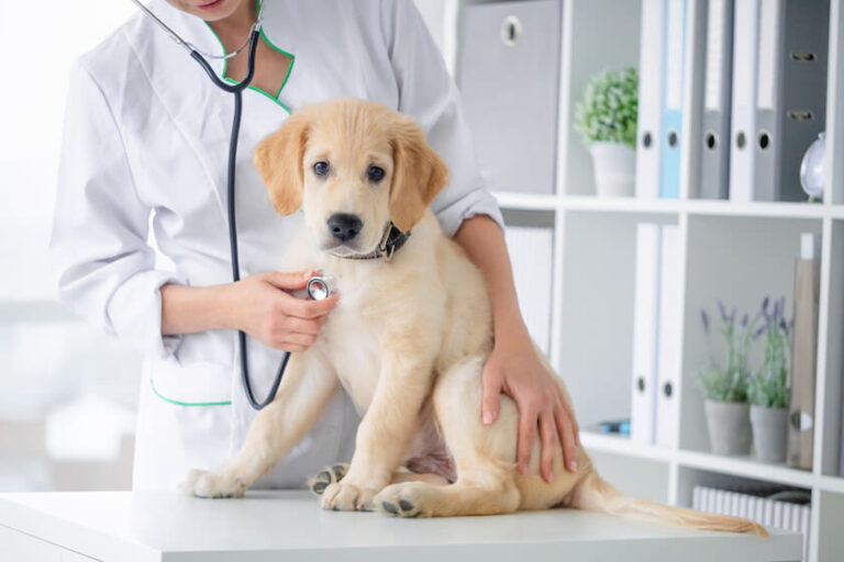 Ist es sinnvoll, eine Tierkrankenversicherung abzuschließen?
