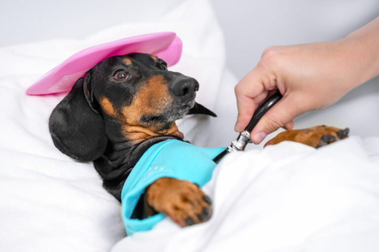 Welche Hundeversicherung ist die beste?