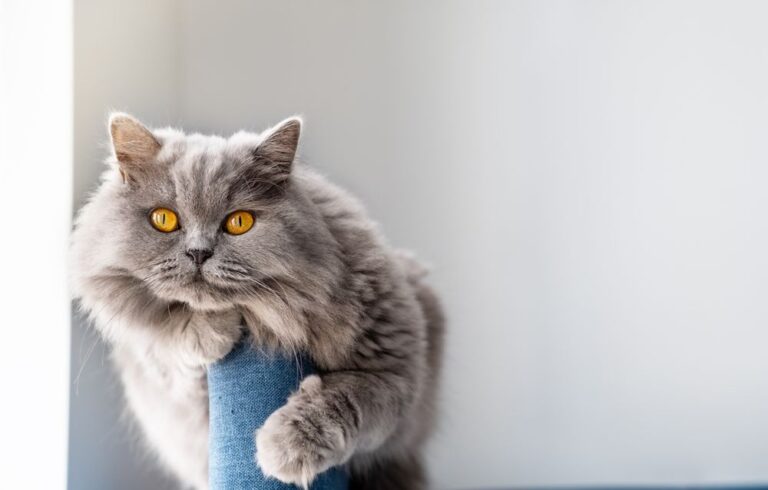 Welche Tierkrankenversicherungen gibt es für Katzen?