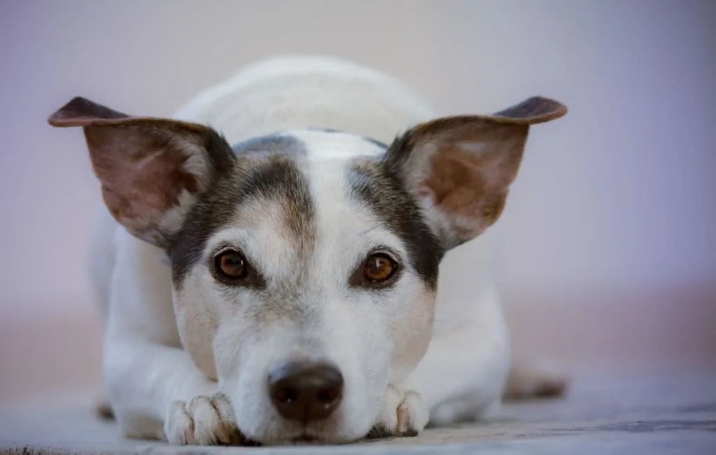 Ruhender Hund mit treuem Blick