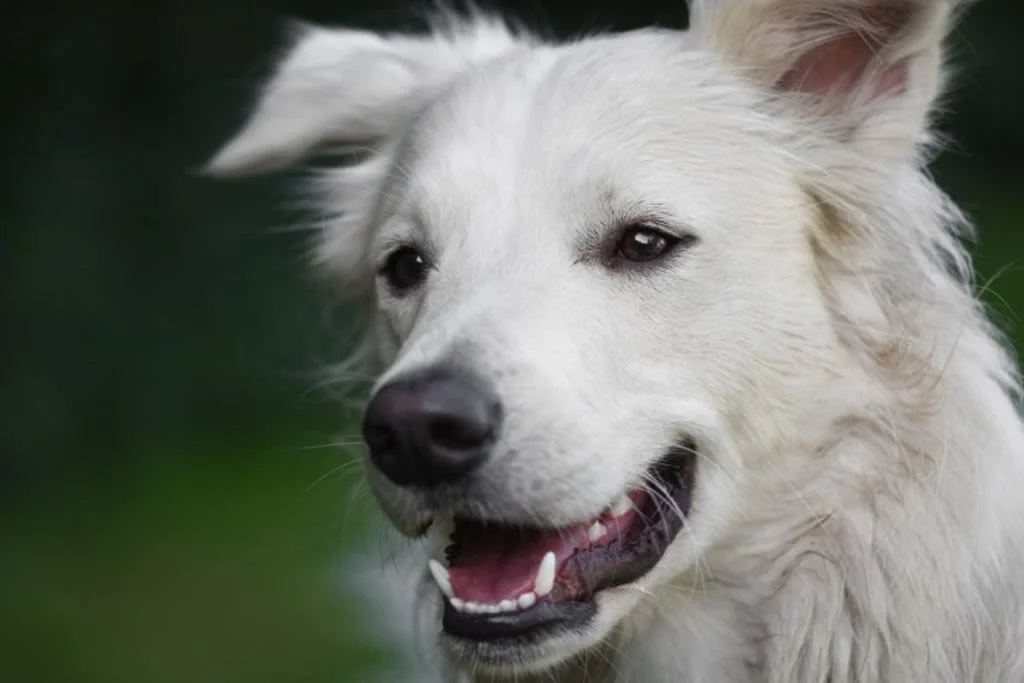 Fröhlicher weißer Hund im Freien