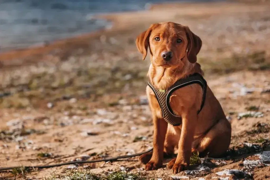Hund sitzt ruhig am Sandstrand