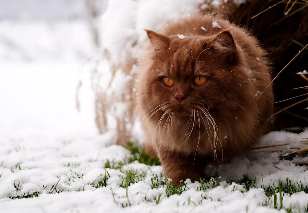 British Longhair (2)