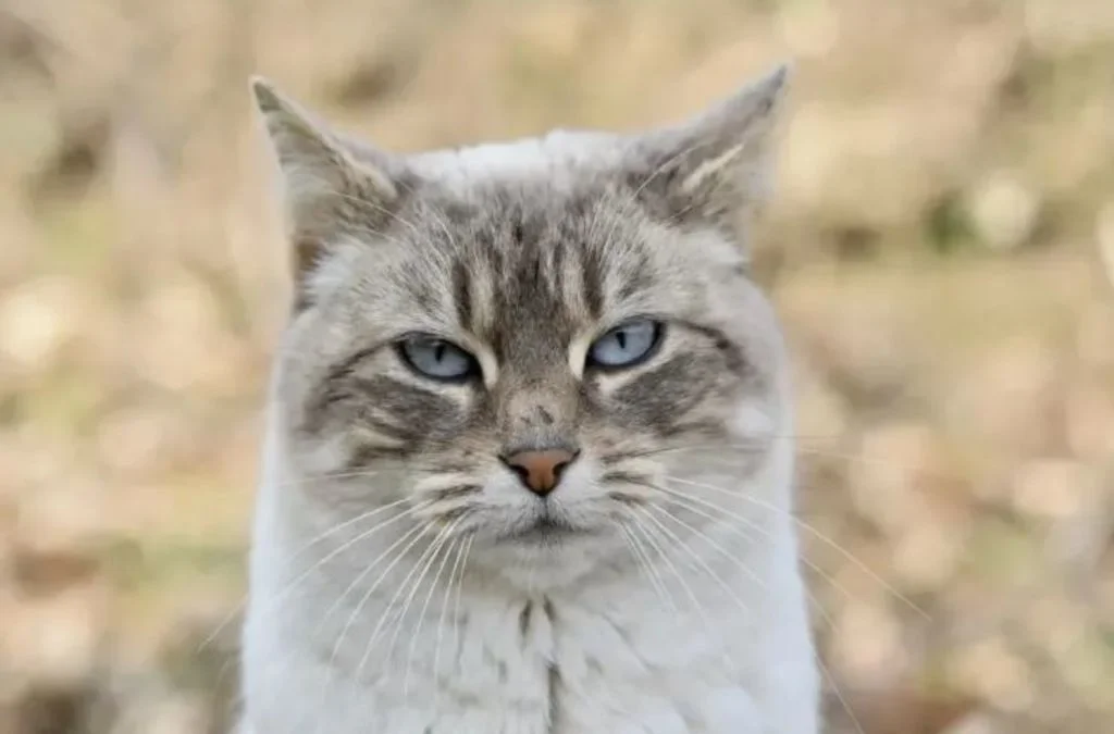 Chat 2