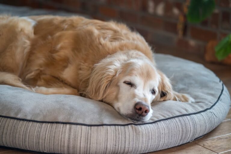 Kann man seinen alten Hund versichern?