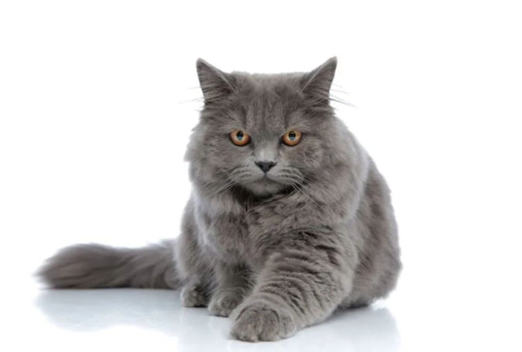 british longhair