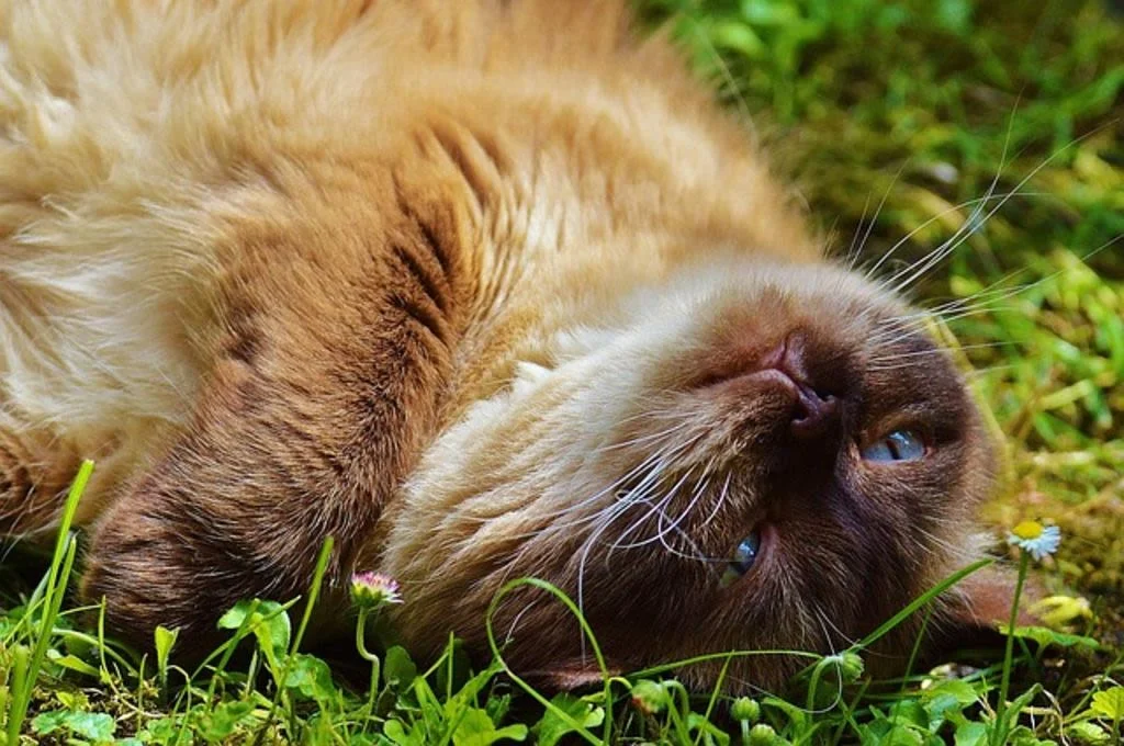 british longhair (1)