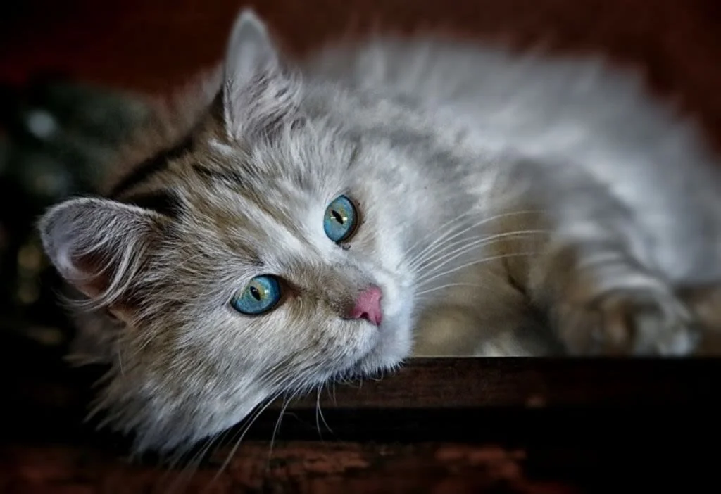 cat-1146504 1280 (1)