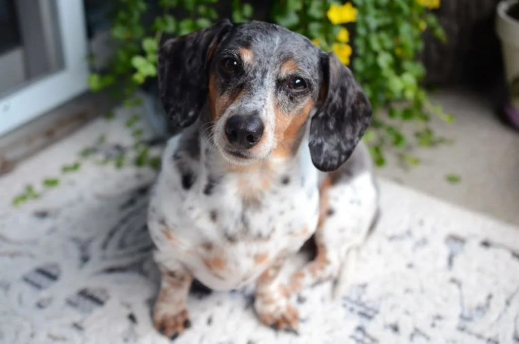 dog-6474269 1280 1