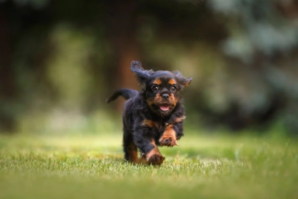 dog-6474269 1280 1