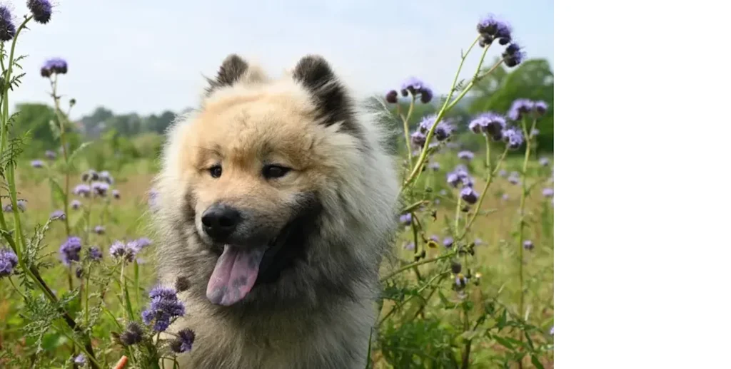 dog-7991199