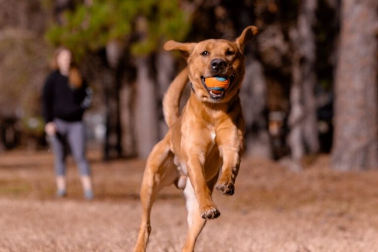 Ist ein Hundeversicherungs-Komplett-Paket sinnvoll?