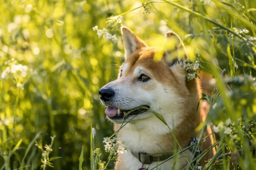 shiba-6292660 1280-1