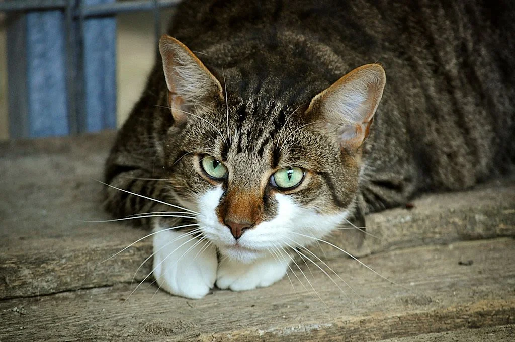 Neugierige Hauskatze im T&uuml;rrahmen