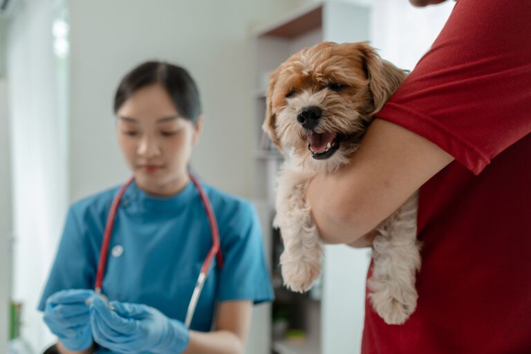 Wie sinnvoll ist eine Hundekrankenversicherung?