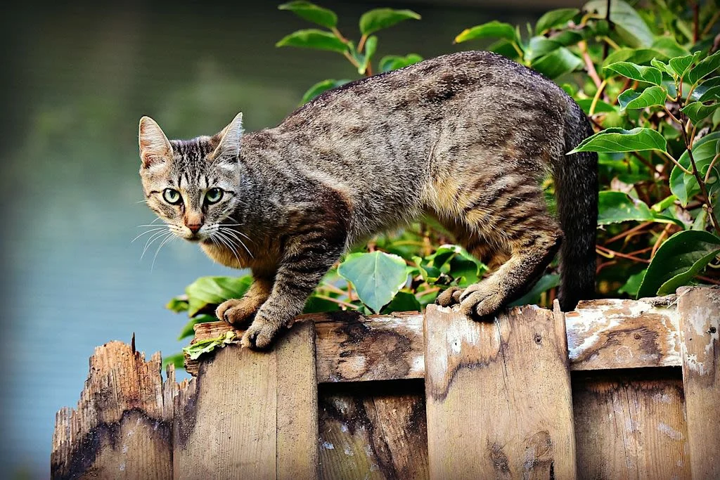 Getigerte Katze balanciert auf Holzzaun