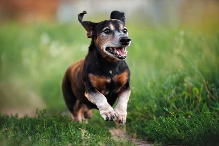 Kosten und Ablauf einer Euthanasie beim Hund