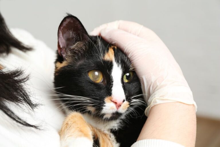 Euthanasie bei Katzen: Preise und Ablauf beim Tierarzt  Santvet
