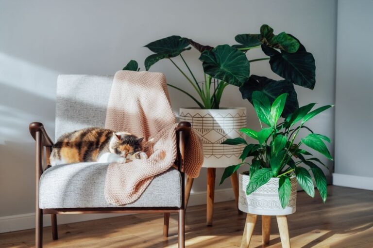 Katzenversicherung mit Vollschutz