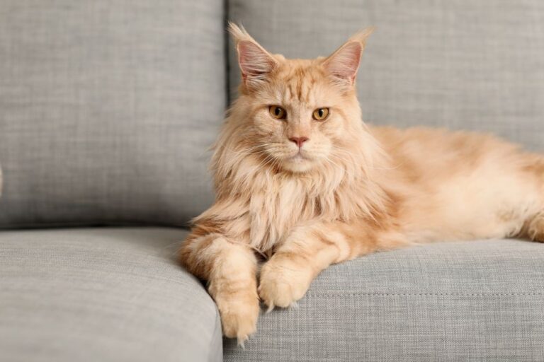 Katzenversicherung inkl. Kastration von Santévet