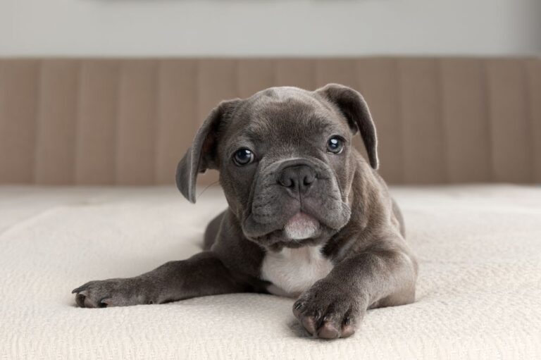Warum ist eine Versicherung für Ihre Bulldogge wichtig?