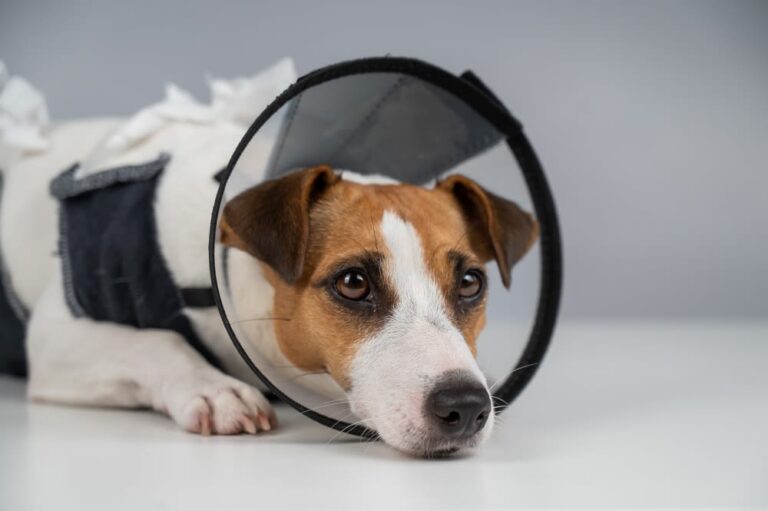 Sterilisation bei Hunden: Kosten, Verfahren und Unterschiede