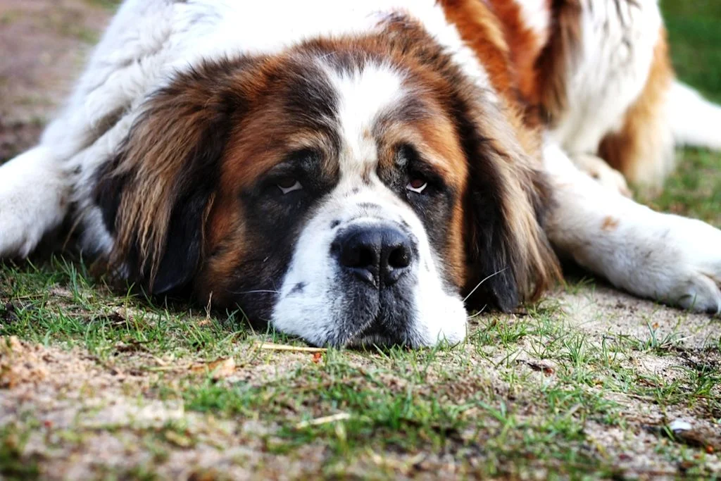 Gro&szlig;e Hunde sollten vollst&auml;ndig ausgewachsen sein