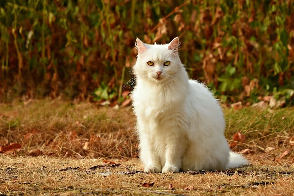 Neugierige Katze hinter einem Zaun