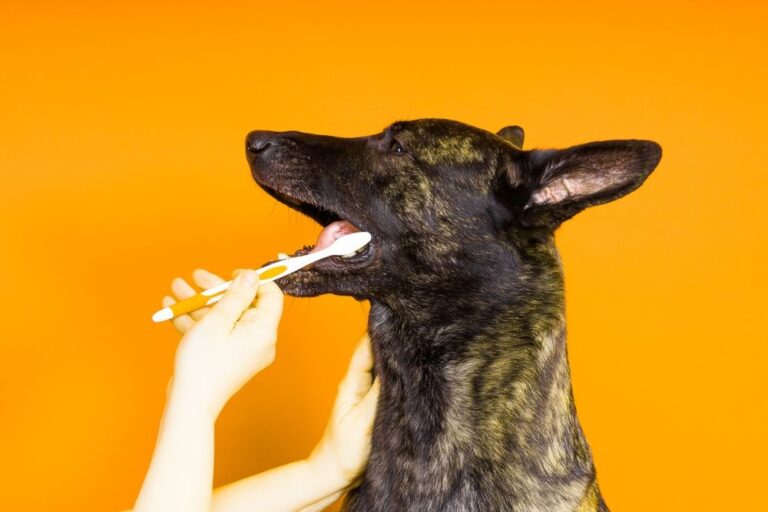 Kosten für Zahnbehandlungen bei Hunden