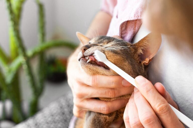 Ist eine Zahnversicherung für Katzen sinnvoll?