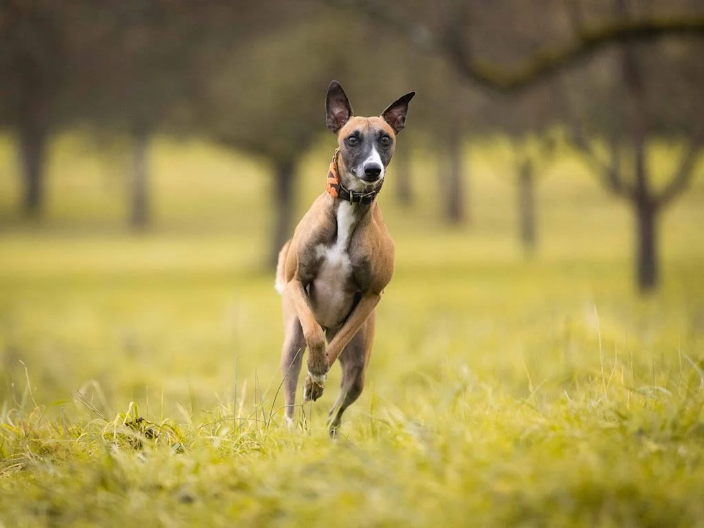 Greyhound im Gras