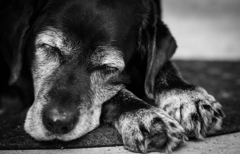 Welche Kosten kommen für das Einschläfern des Hundes auf Sie zu?